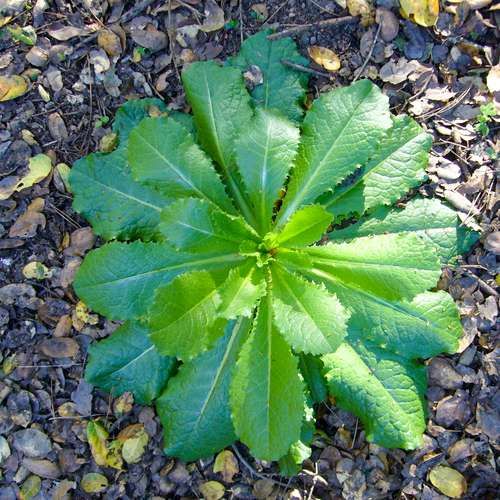 Lactuca Virosa - Wild lettuce - 10 seeds